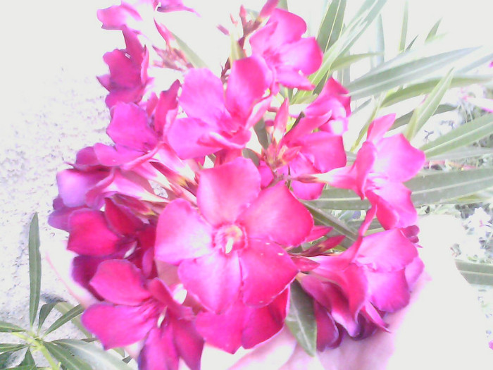 Picture 024