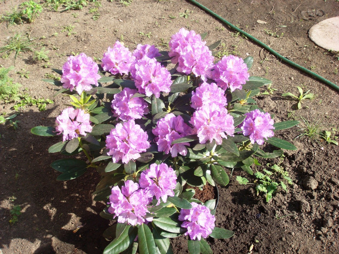 Rhodo Catwbiense grandiflorum - 3 VARA 2012