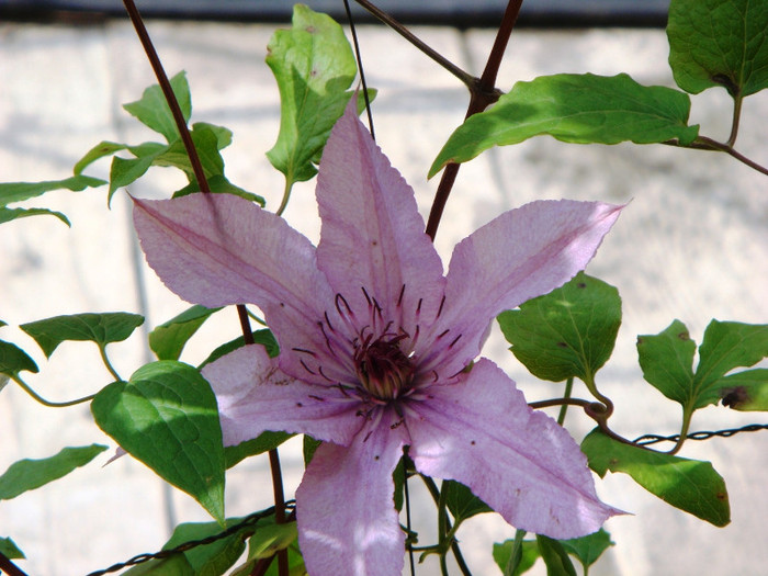 clematita Nelly Moser