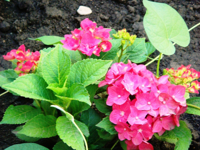 1 hydrangeea macrophilla