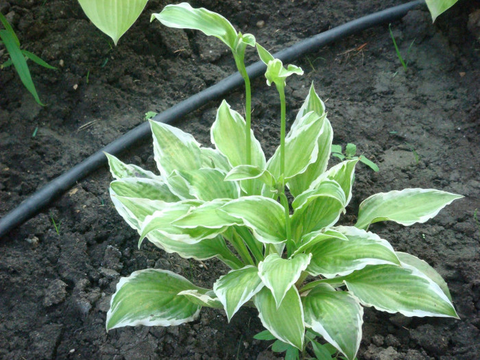 hosta patriot