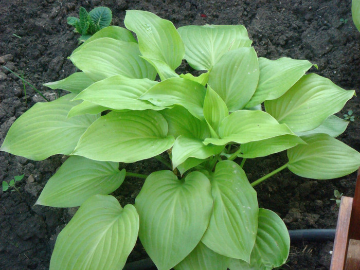 hosta golden - 3 VARA 2012