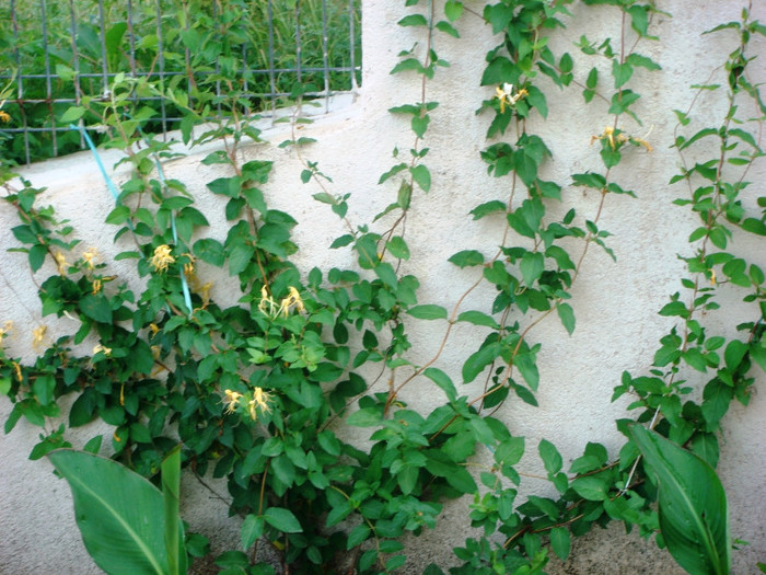 lonicera japonica