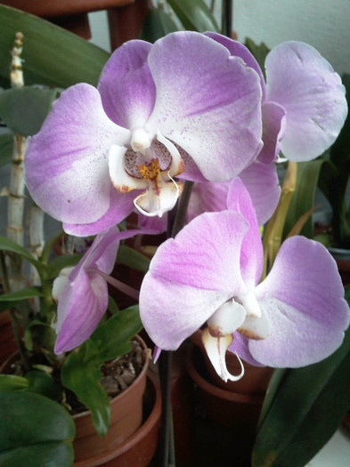Phalaenopsis Empada - Phalaenopsis