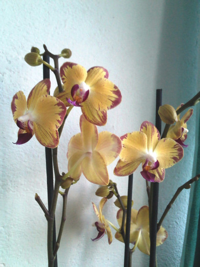 Phalaenopsis Bee Sting