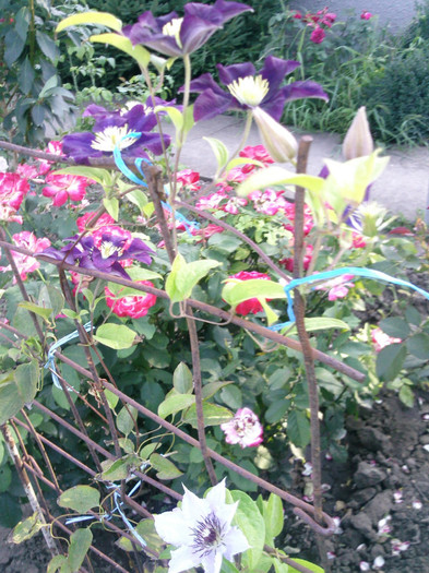 clematis primul an; warszawska nike si marie boisselot
