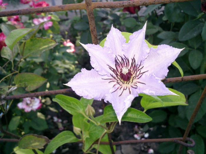 clematis primul an