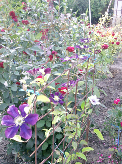 Photo0440