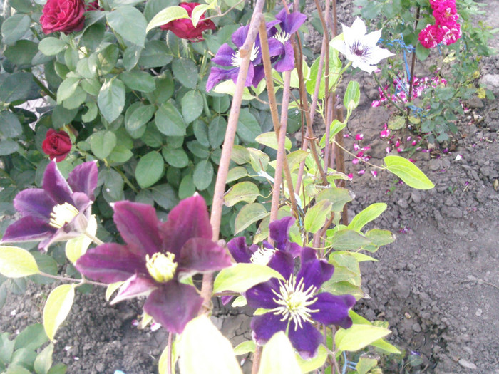 Photo0442