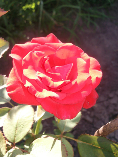 baccara de la 4garden - valul II de inflorire