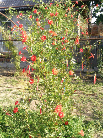 cardinal climbers - valul II de inflorire