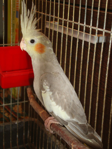 nimfa - papagali