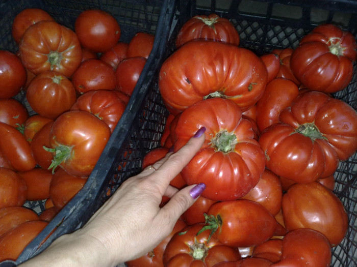 rosii gigant - Rosiile mele