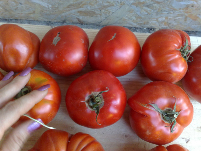 26072012 - Rosiile mele