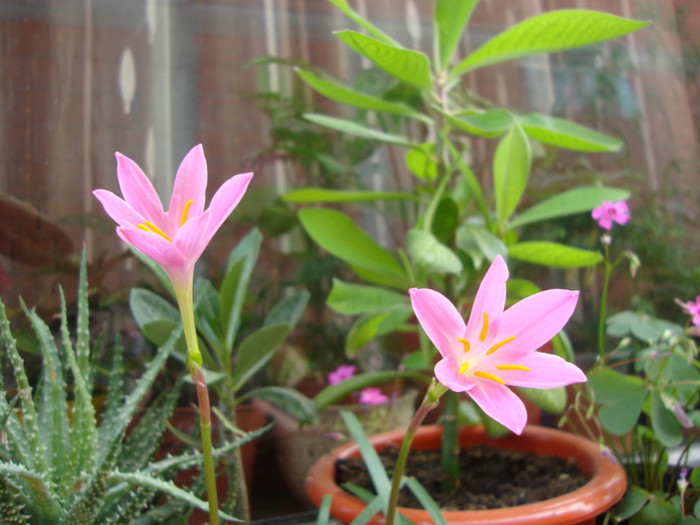 zephirantes - florile mele2