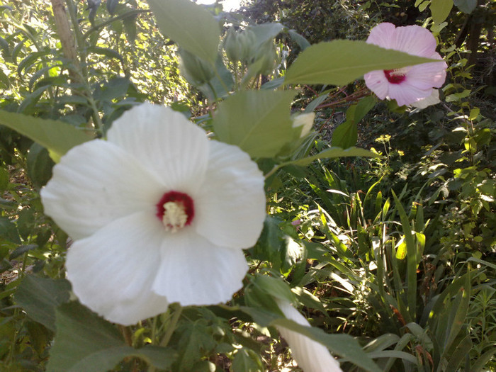 26072012 - Hibiscus Moscheutos