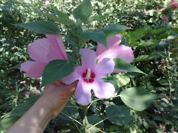 26072012 - Hibiscus Moscheutos