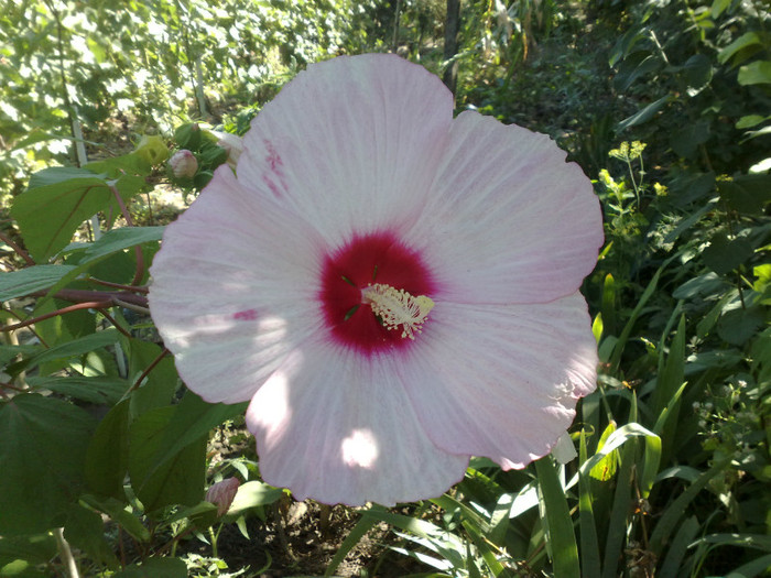 26072012 - Hibiscus Moscheutos