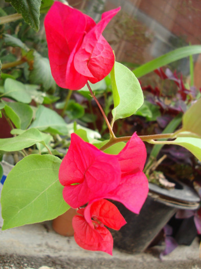  - florile mele2