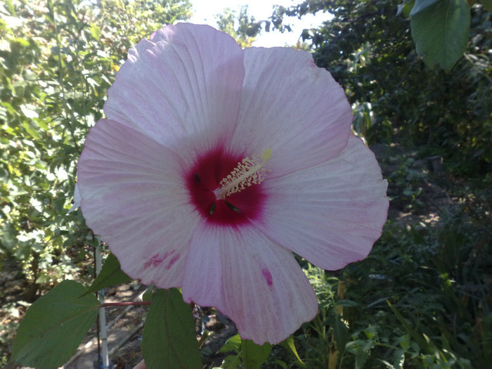 26072012 - Hibiscus Moscheutos