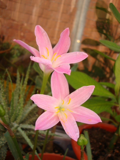  - florile mele2