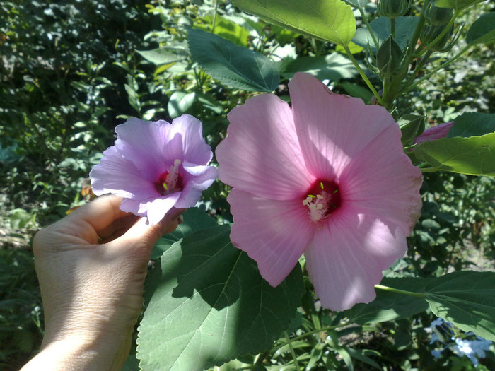 diferenta intre syriacus si moscheutos - Hibiscus Moscheutos