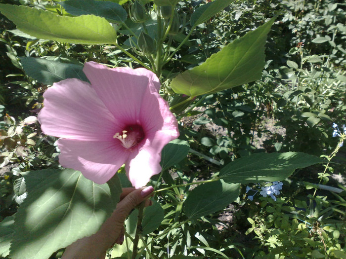 21072012 - Hibiscus Moscheutos