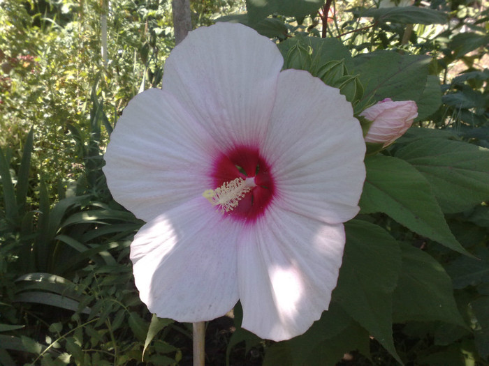 alb roziu - Hibiscus Moscheutos