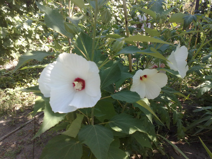 22072012 - Hibiscus Moscheutos