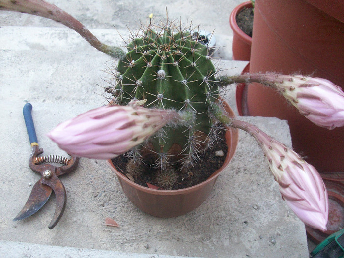 100_5177 - cactusi