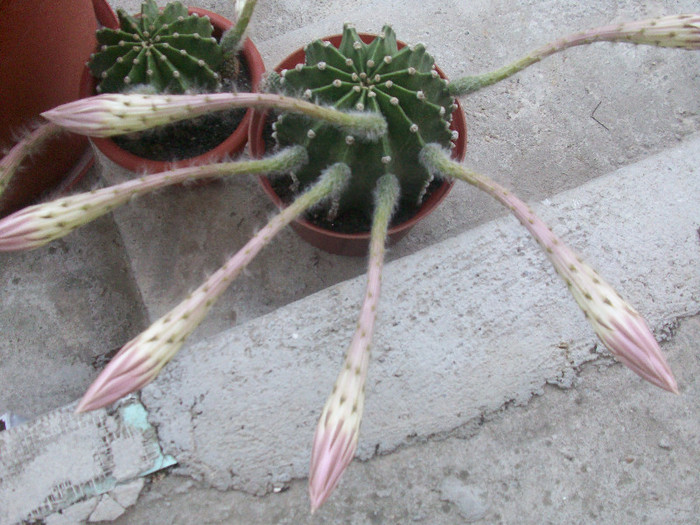 100_5179 - cactusi