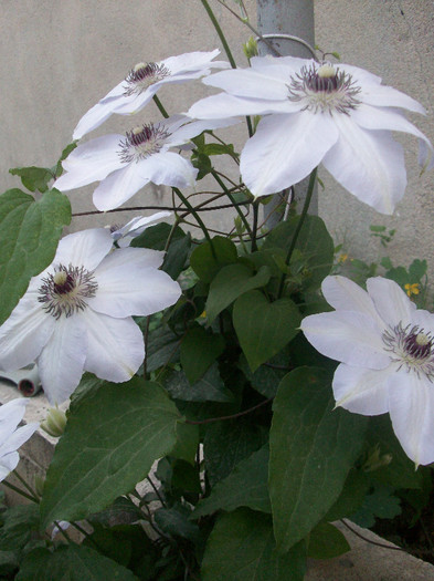 100_4872 - clematis