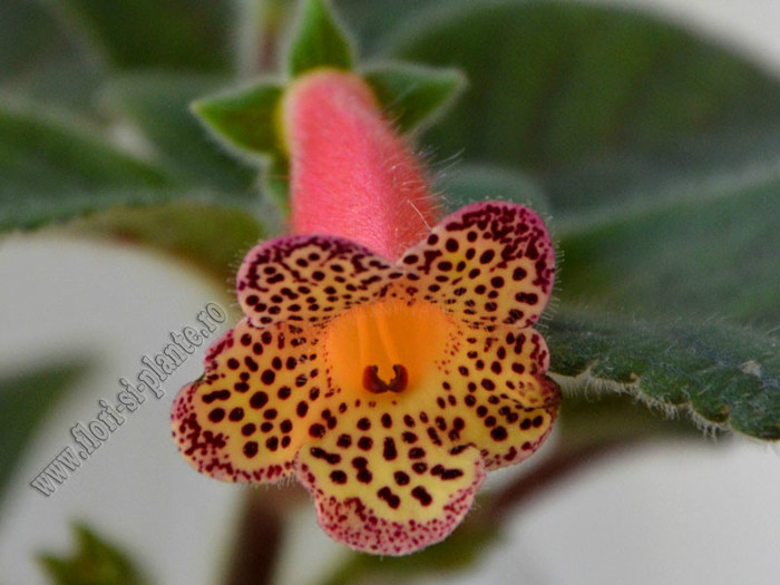 NEW - Kohleria Yf´s Ossia; 2012

