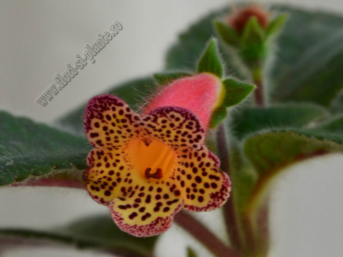NEW - Kohleria Yf´s Ossia; 2012
