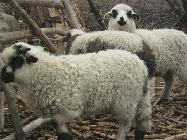 miei turcani - Rase de ovine