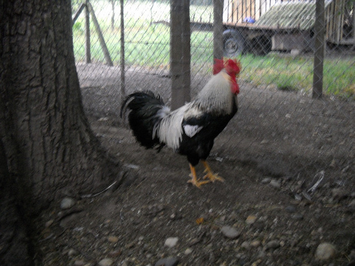 cocos ital ag