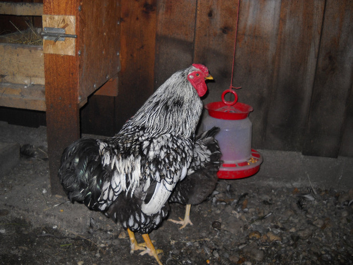 cocos wiandotte ag