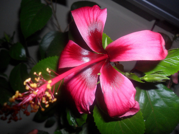 Hibiscus Fidjian Island - Hibiscus 2012-1