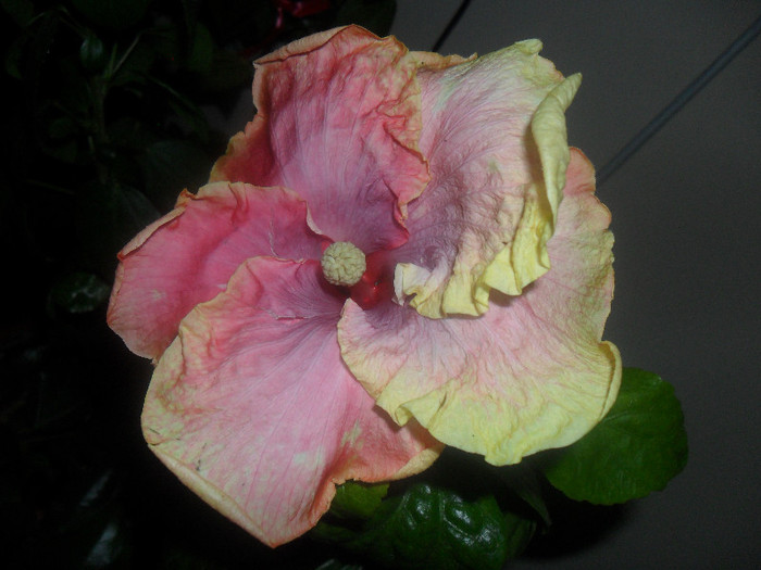 Hibiscus Love - Hibiscus 2012-1