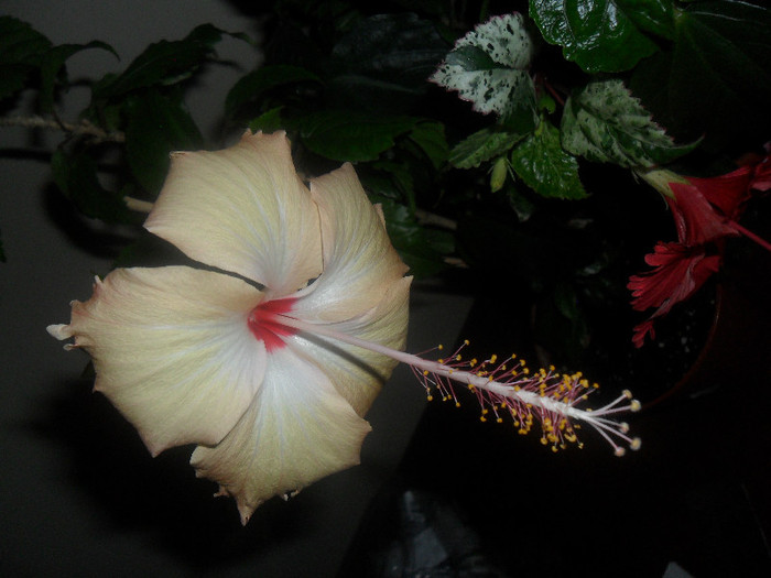 Hibiscus Sprinkle Rain - Hibiscus 2012-1