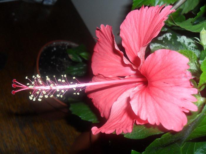Hibiscus Cooperi Rose Flake - Hibiscus 2012-1