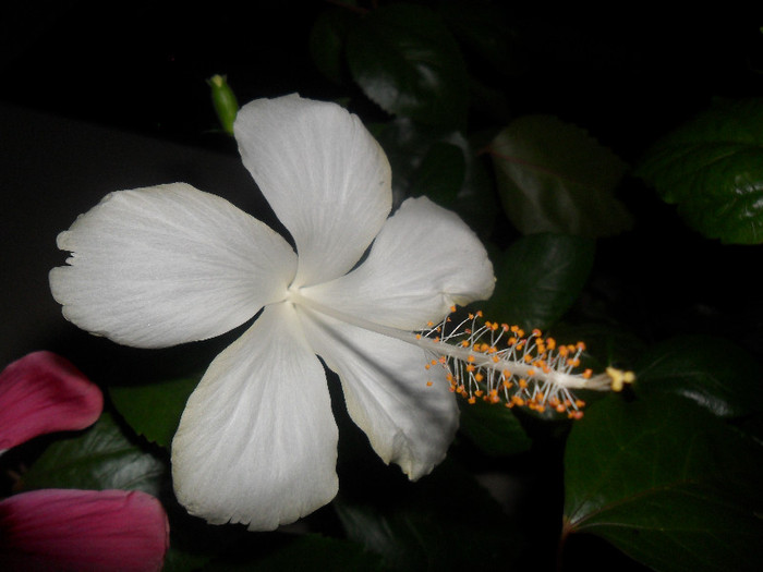 Hibiscus White Swann