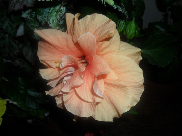 Hibiscus Clasic Apricot