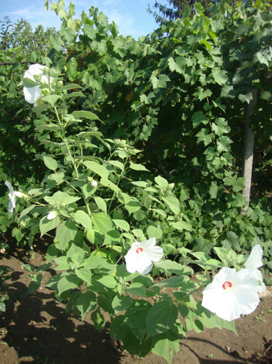  - in gradina