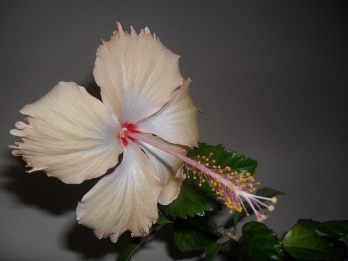 Hibiscus Sprinke Rain - Hibiscus 2012-2