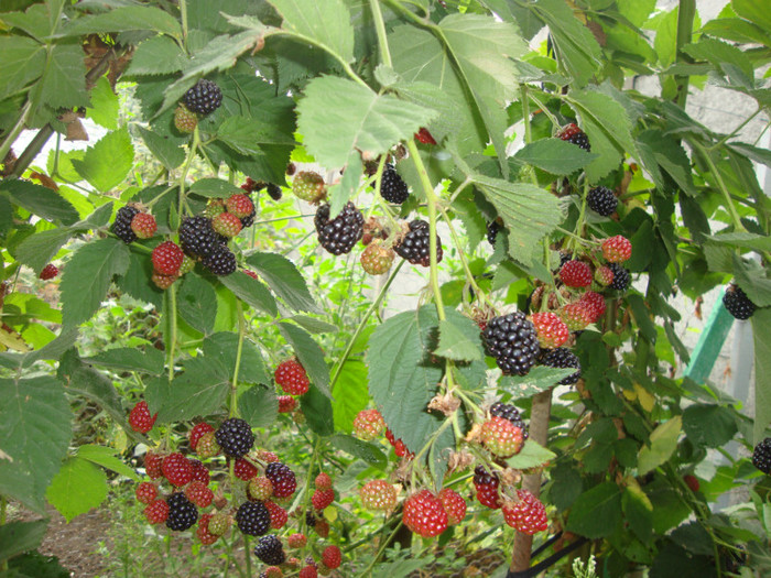  - in gradina