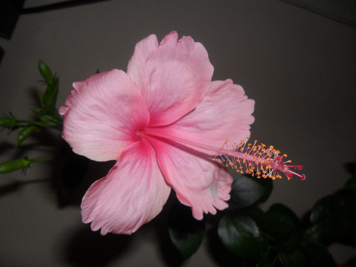 Hibiscus Dainty Pink - Hibiscus 2012-2