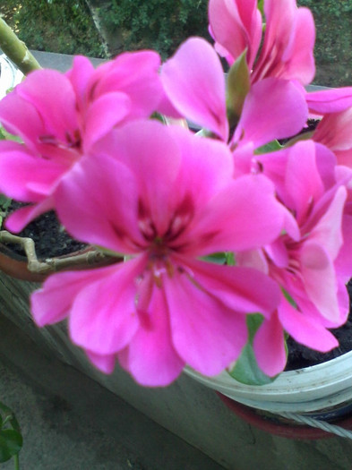 roz Lindy Portas - variegate si curgatoare