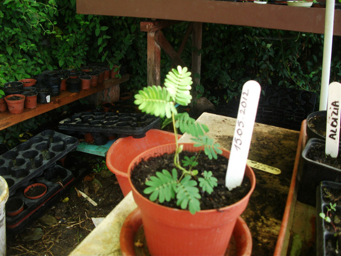 mimosa pudica; inaltime 20 cm pret 15 lei
