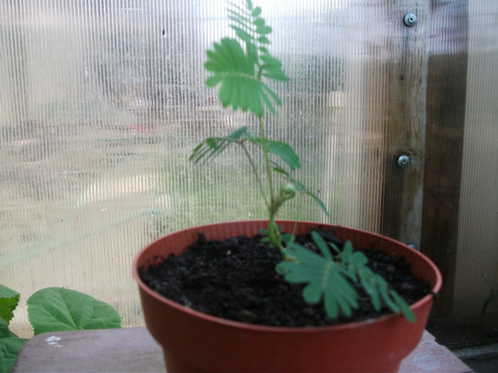 mimosa pudica; h 20 cm. 15 lei
